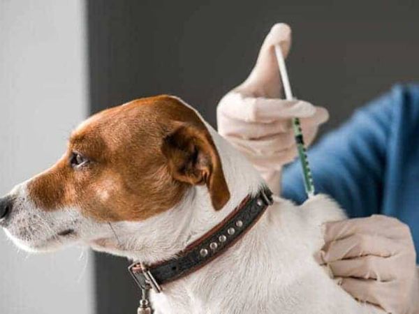 Centro de Controle de Zoonoses realiza vacinação de cães e gatos contra a raiva animal na zona rural e prepara dia D