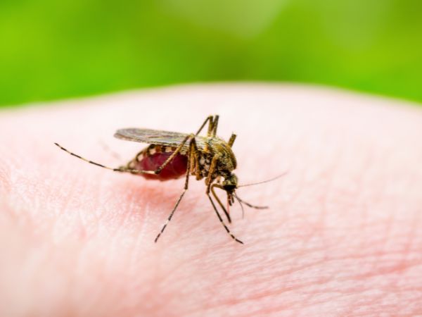 Índice de infestação predial do mosquito Aedes aegypti em Caicó é de 1,7%