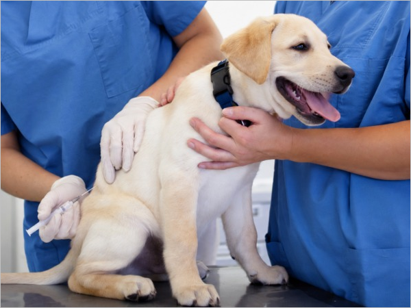 Dia D de vacinação antirrábica imuniza mais de 9,5 mil cães e gatos em Caicó